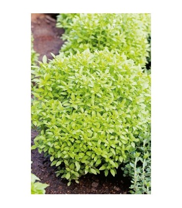 albahaca hoja fina 1 gr