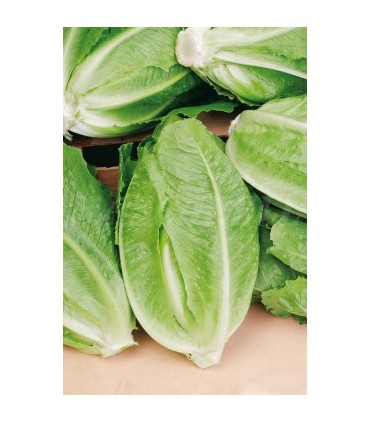 lechuga romana parris island 3 gr