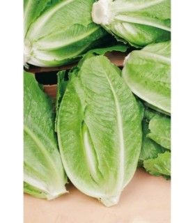 lechuga romana parris island 3 gr