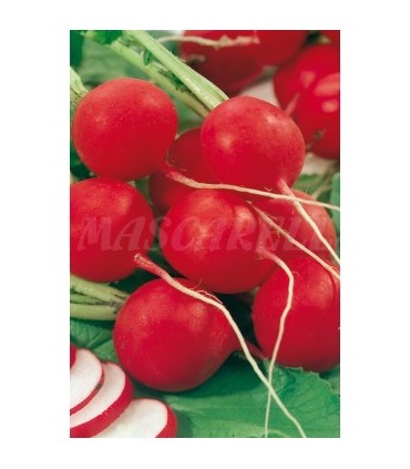 m 91150 rabano redondo rojo saxa 7 gr