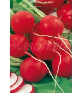 m 91150 rabano redondo rojo saxa 7 gr