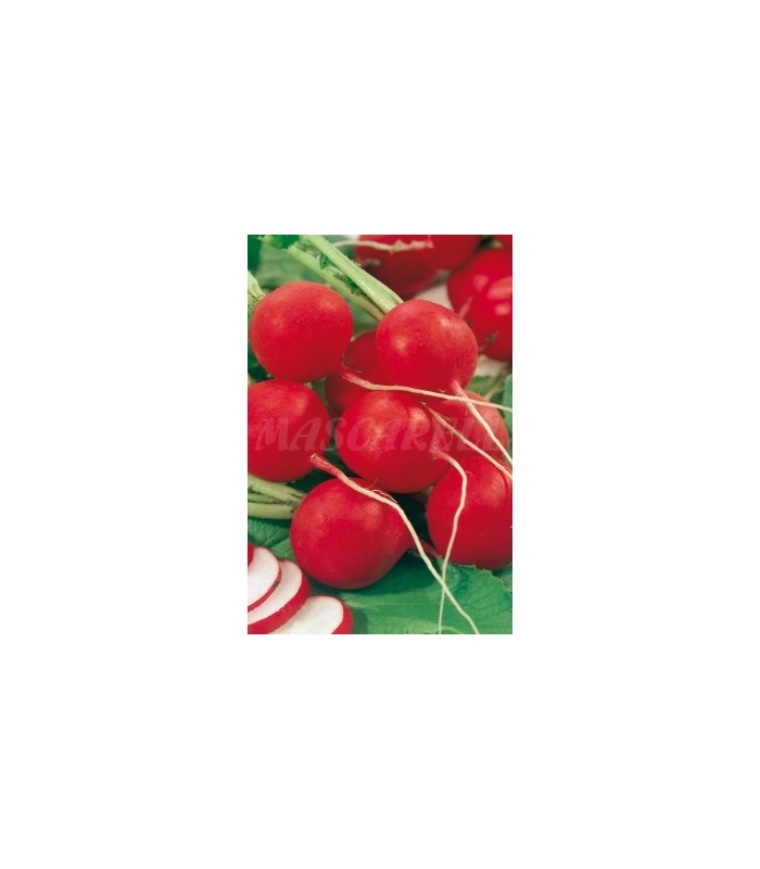 m 91150 rabano redondo rojo saxa 7 gr