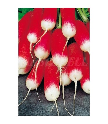 rabano medio largo r punta blanca 7 gr