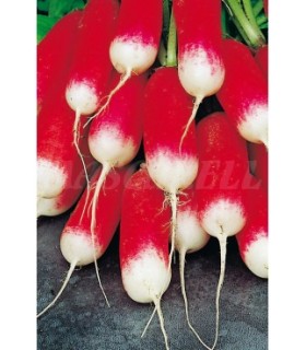 rabano medio largo r punta blanca 7 gr