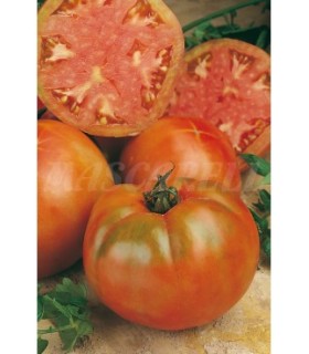 m 51171 tomate muchamiel 075 gr