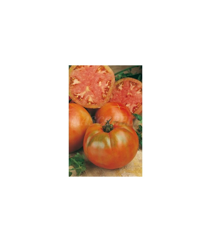 m 51171 tomate muchamiel 075 gr