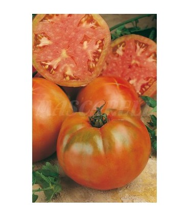 m 51171 tomate muchamiel 075 gr