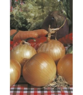 cebolla babosa astra 2 gr