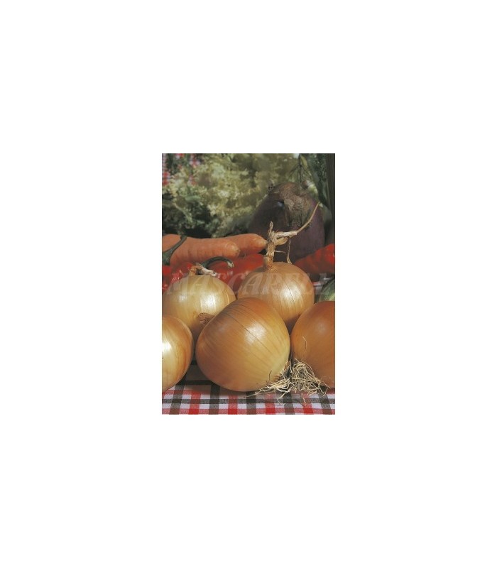 cebolla babosa astra 2 gr