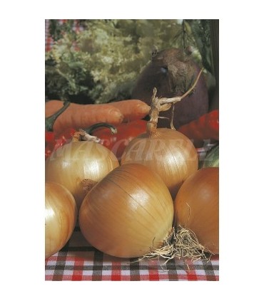 cebolla babosa astra 2 gr