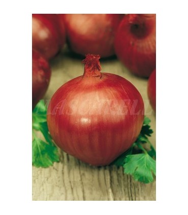 cebolla morada de amposta 2 gr