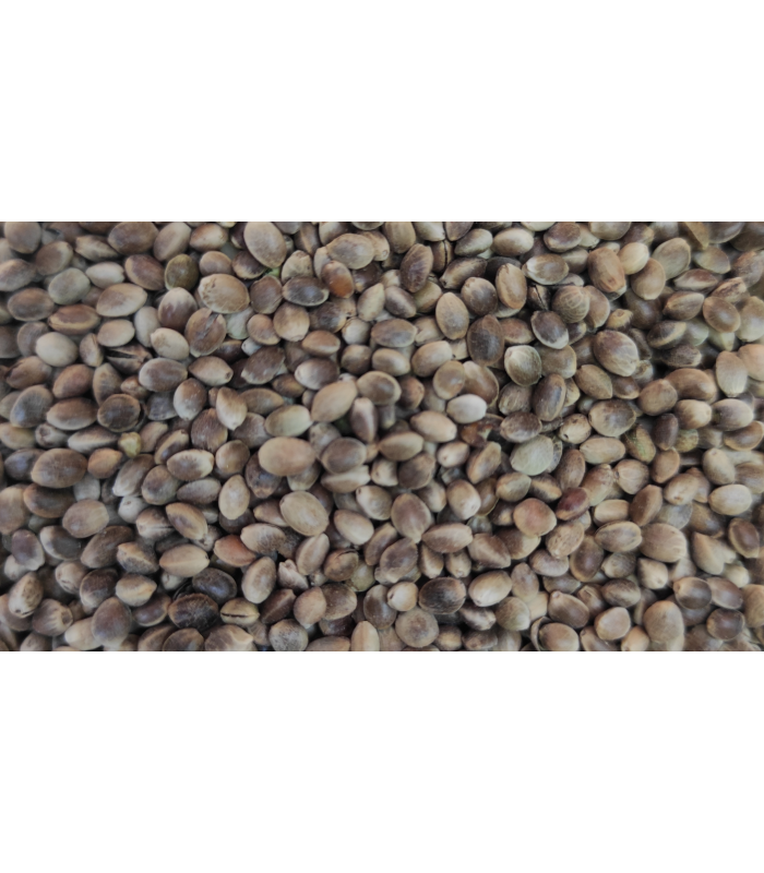 canamon pequeno bolsa 800 gr