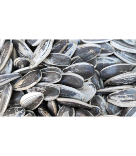 pipas usa loro bolsa 400 gr