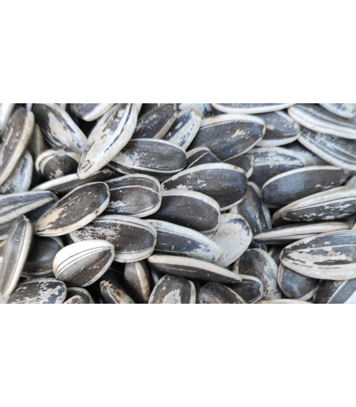 pipas usa loro bolsa 400 gr