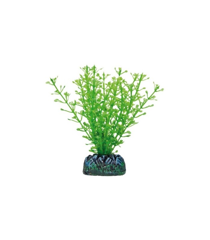 planta acuario 10 cm friendly