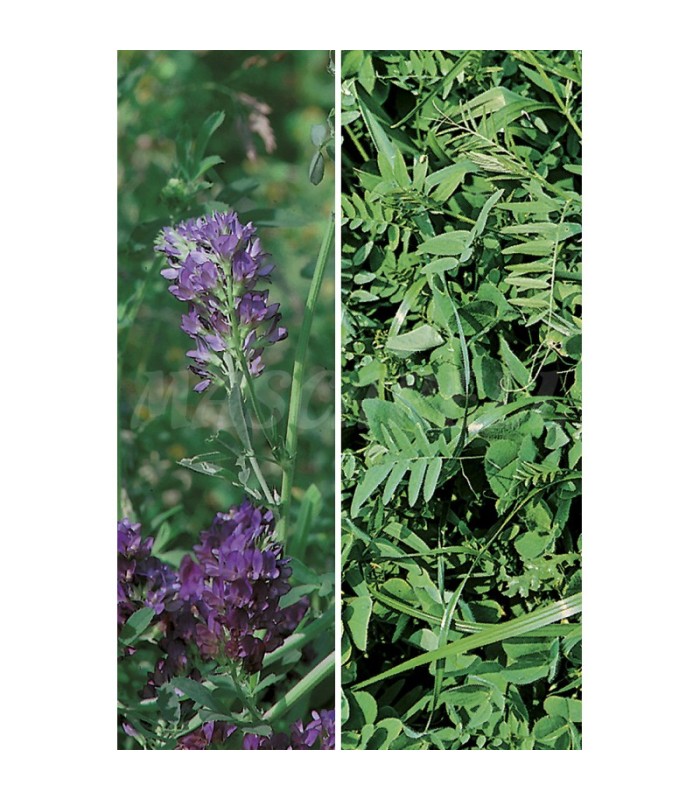 semilla alfalfa gea r 1 1 kg