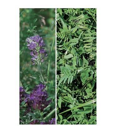 semilla alfalfa gea r 1 5 kg