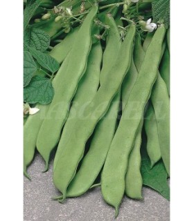 semilla judia ancha helda 100 g