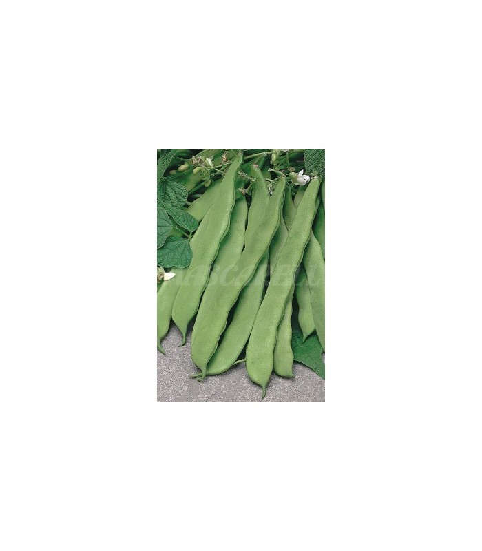 semilla judia ancha helda 100 g