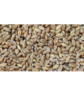 trigo bolsa 4 kg