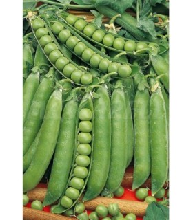semilla guisante lincoln 100 gr