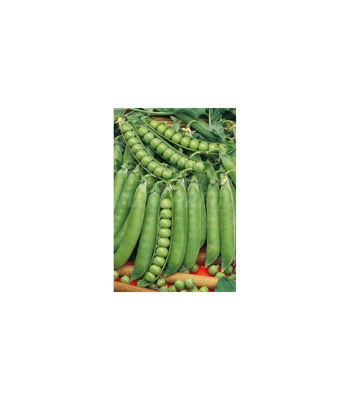 semilla guisante lincoln 100 gr