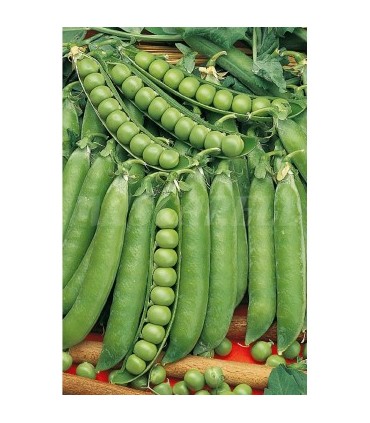 semilla guisante lincoln 100 gr