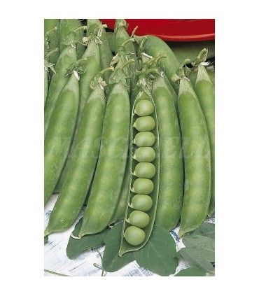 m 30020100 semilla guisante alderman mata alta 100