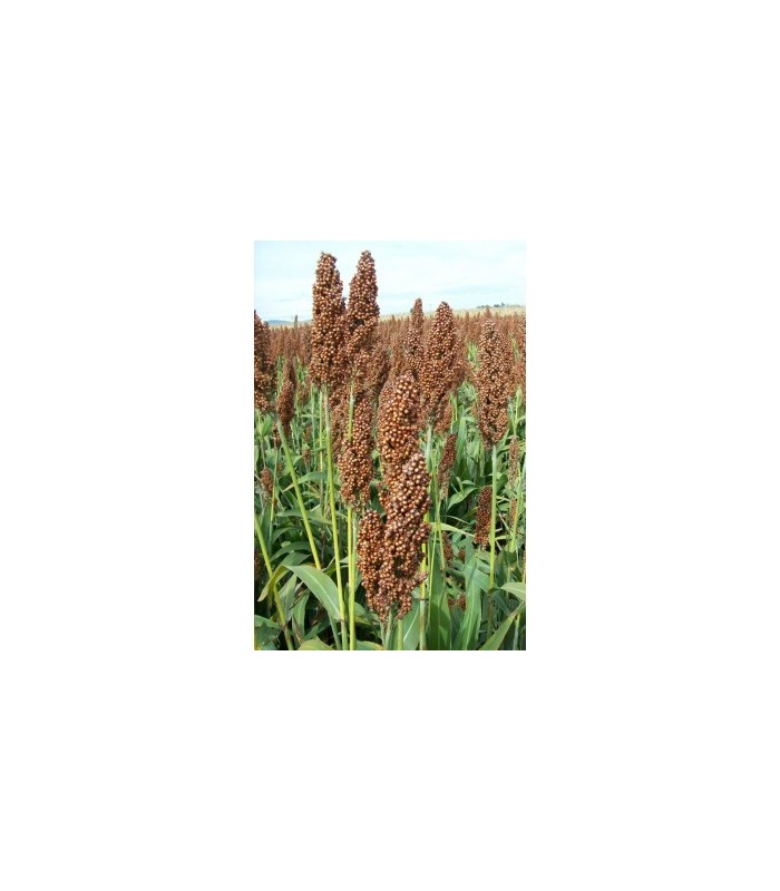 pasto del sudan 5 kg
