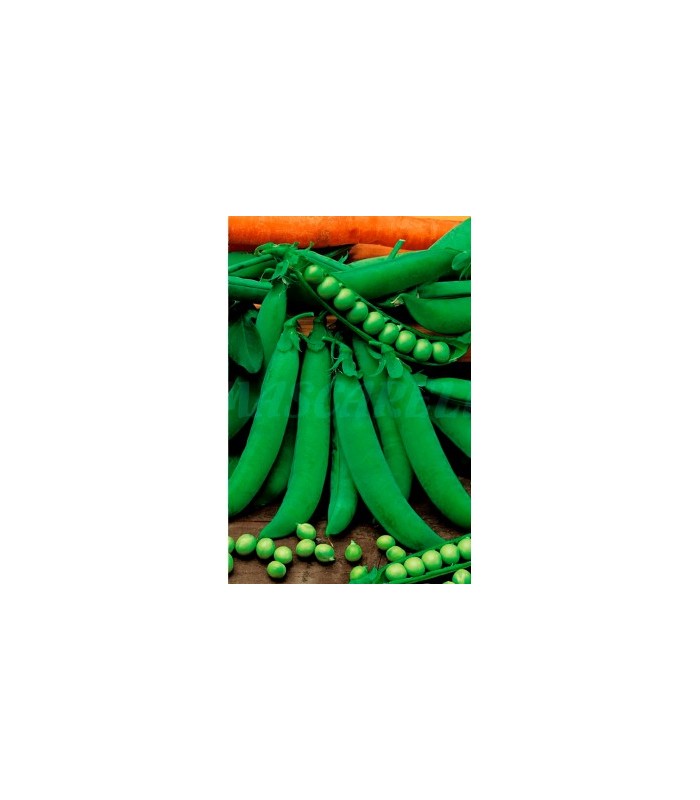semilla guisante petit provenzal 1 kg g