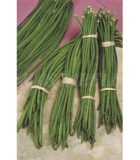 semilla judia metro 100 gr