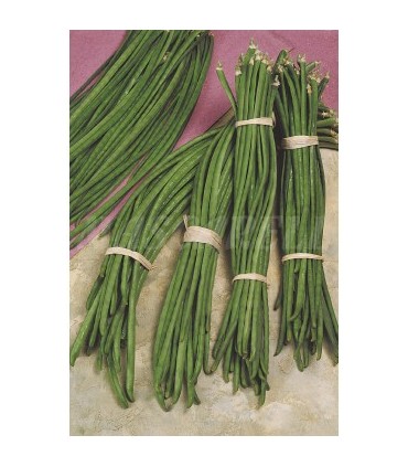 semilla judia metro 100 gr