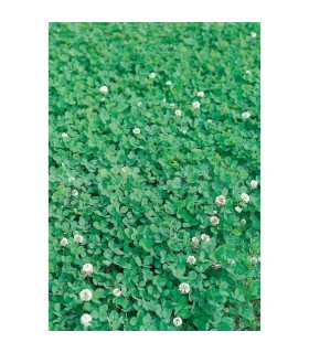 trebol enano blanco huia 500 gr