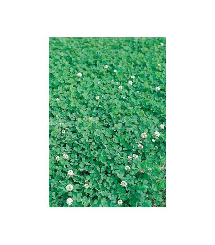 trebol enano blanco huia 500 gr