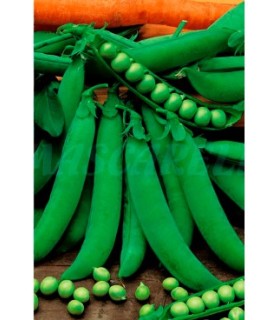 m 30060100 semilla guisante petit provenzal 100 gr mata baj