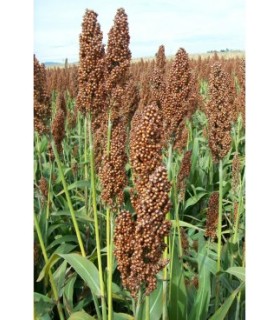 pasto del sudan 20 kg