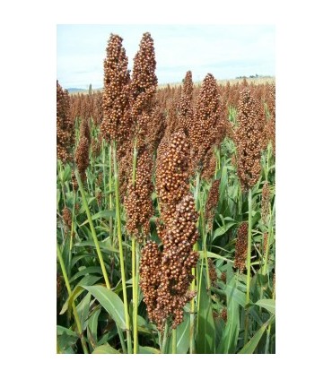 pasto del sudan 20 kg