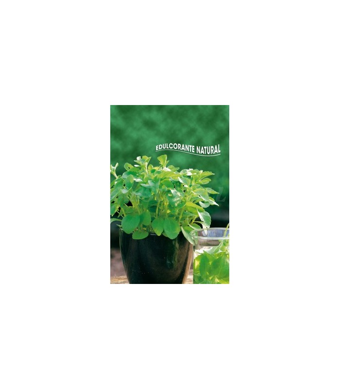 semilla stevia rebaudiana edulcorate nat