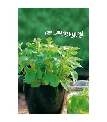 semilla stevia rebaudiana edulcorate nat