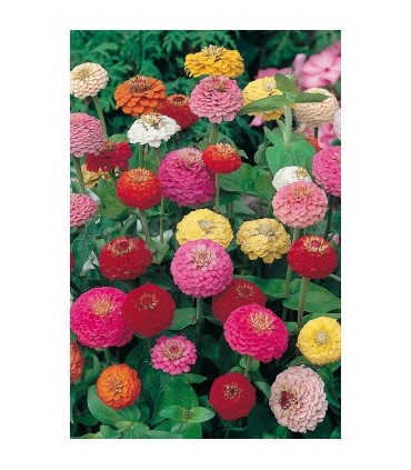 semilla zinnia lilliput