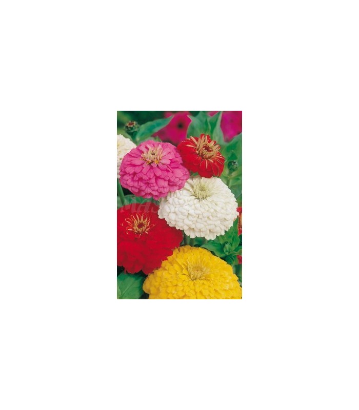 semilla zinnia dalia gigante 2 gr