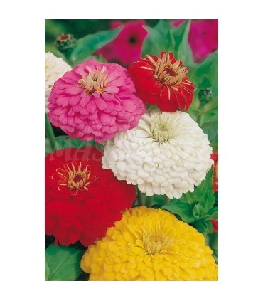 semilla zinnia dalia gigante 2 gr