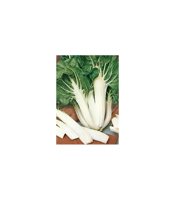 51002 acelga verde de penca ancha 5 gr