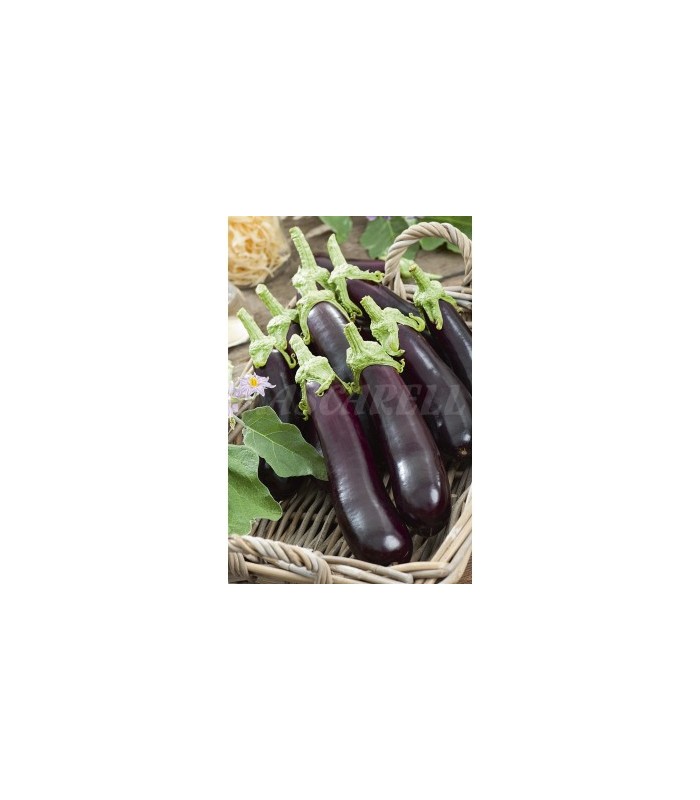 berenjena larga negra 05 gr
