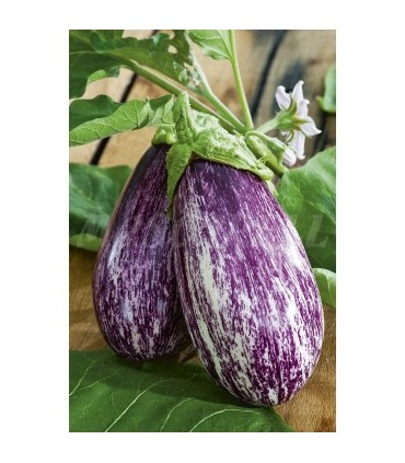 berenjena listada gandia s soraya 1 gr