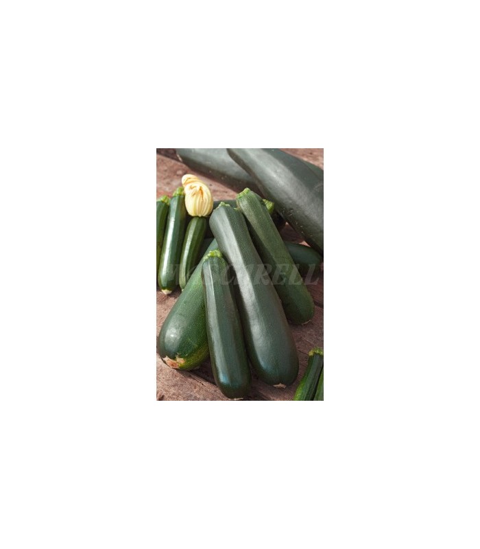 calabacin black beauty 4 gr