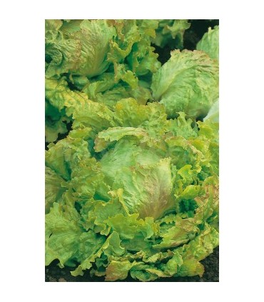 lechuga maravilla de verano 3 gr