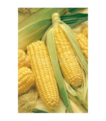 m 51105 maiz dulce golden bantam 3 gr