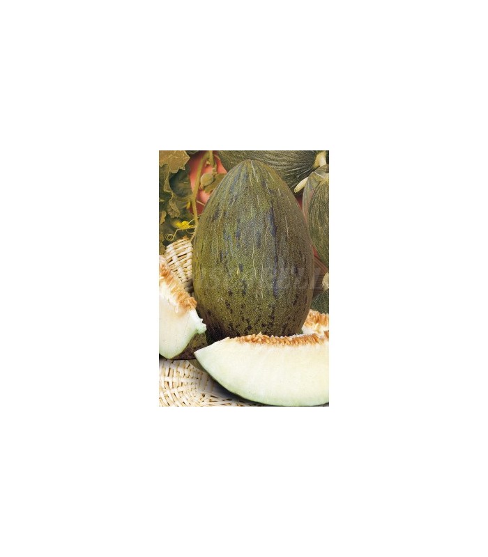 m 91108 melon pinonet piel de sapo 25 gr