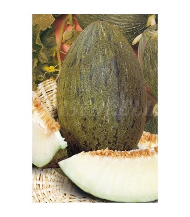 m 91108 melon pinonet piel de sapo 25 gr